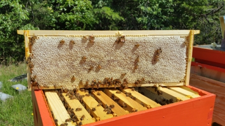 Is Beekeeping Right For Me???? Come find out on Monday February 9, 7:00 pm